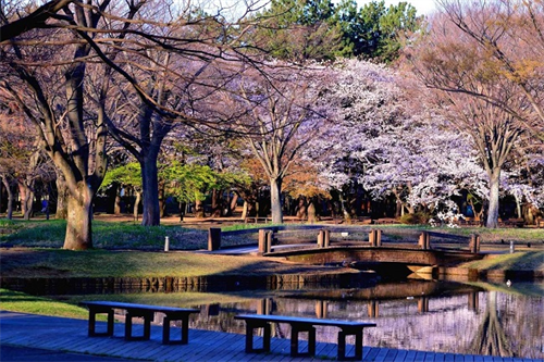 Vietnam Phở Festival 2023 ở công viên Yoyogi - nơi ngắm lá mùa thu tuyệt đẹp